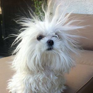 Meet your Posher, Janice